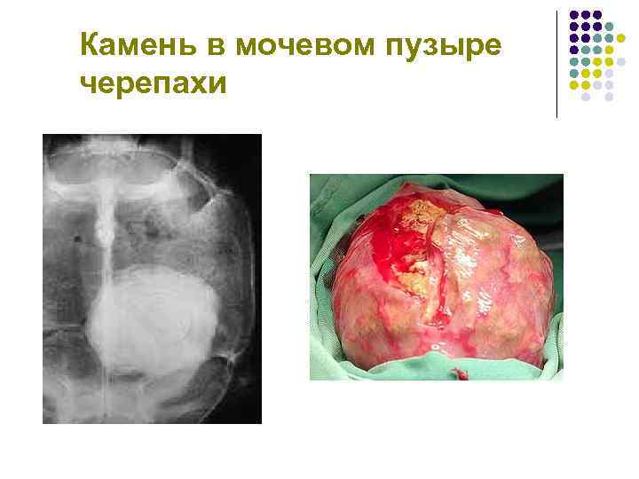 Камень в мочевом пузыре черепахи 