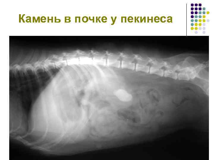 Камень в почке у пекинеса 