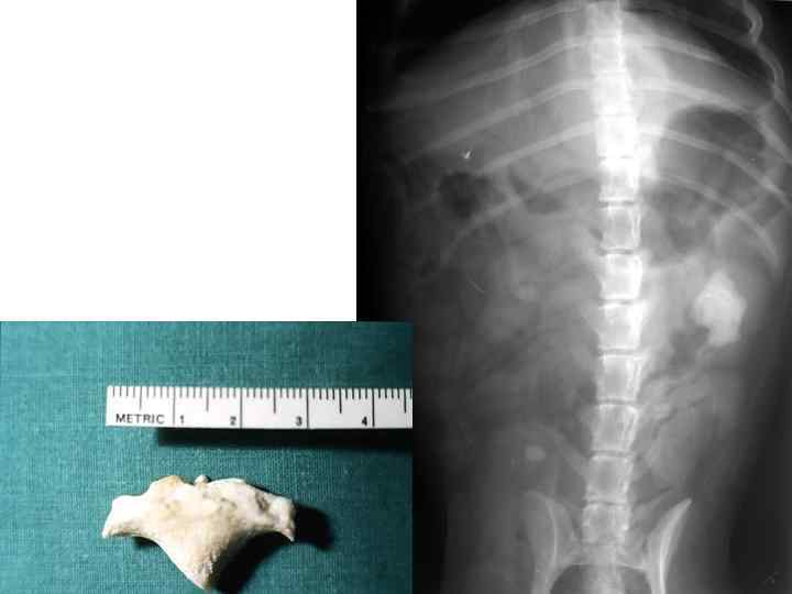 Камень в почке у пекинеса 