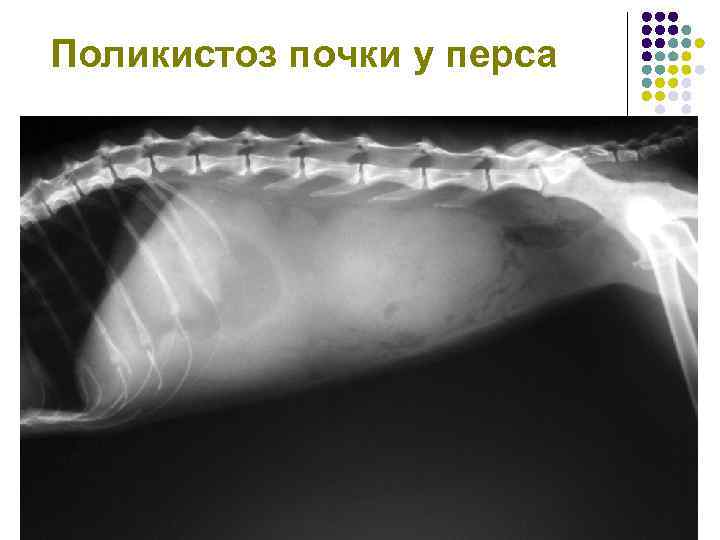Поликистоз почки у перса 