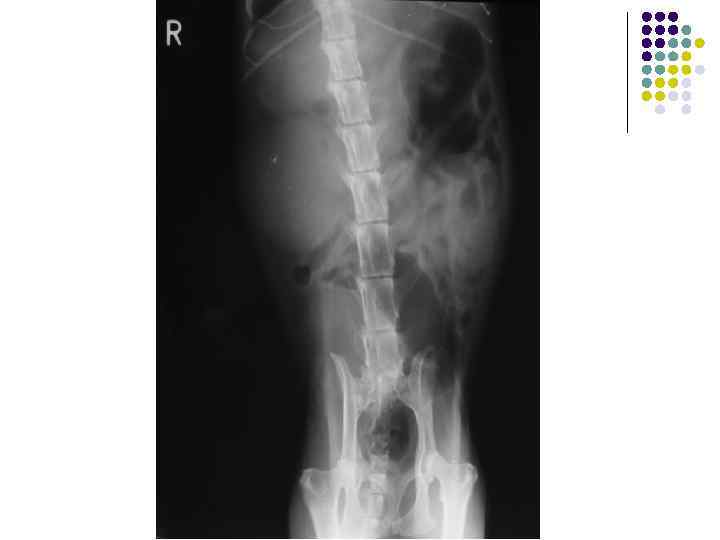 Поликистоз почки у перса 