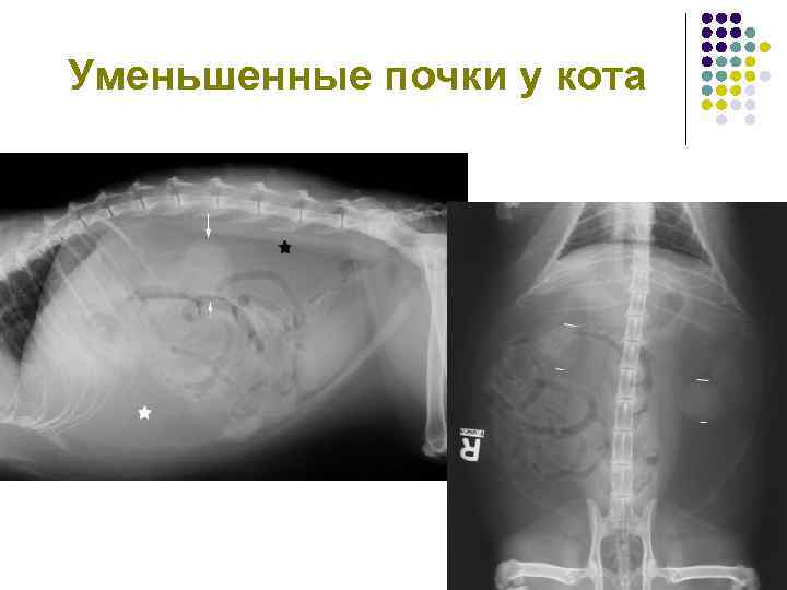 Где находятся почки у кота фото