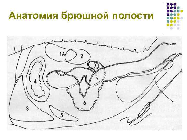 Анатомия брюшной полости картинки. Анатомия брюшной полости. Топическая анатомия брюшной полости. Дельфин анатомия брюшной полости. Гематома брюшной полости анатомия.