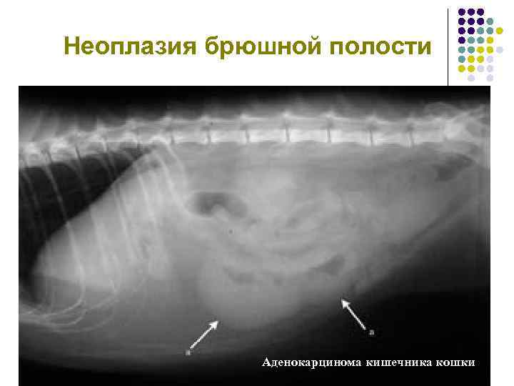 Эпителиальная неоплазия прямой кишки. Неоплазия брюшной полости. Неоплазия кишечника у кошек.