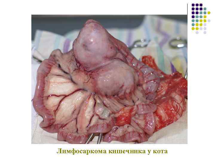 Лимфосаркома кишечника у кота 