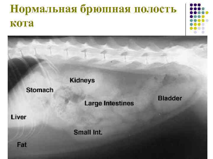 Нормальная брюшная полость кота 