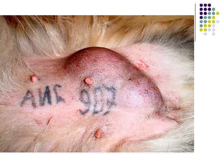 Паховая грыжа у суки 