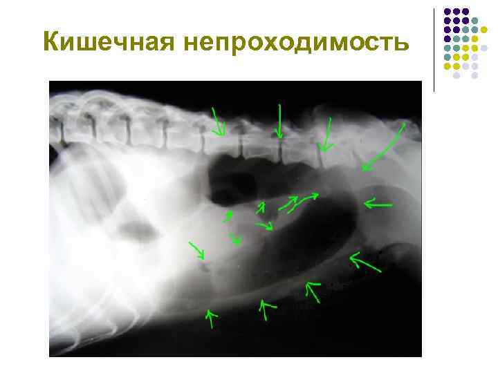 Брюшная полость картинки