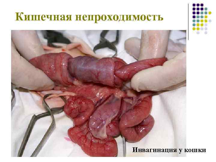 Кишечная непроходимость Инвагинация у кошки 