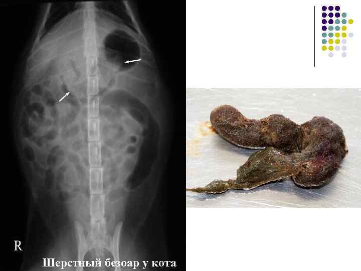 Кишечная непроходимость Шерстный безоар у кота 