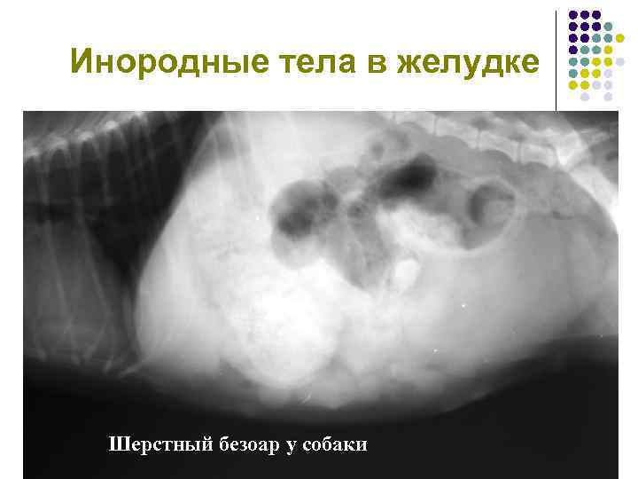 Инородные тела в желудке Шерстный безоар у собаки 