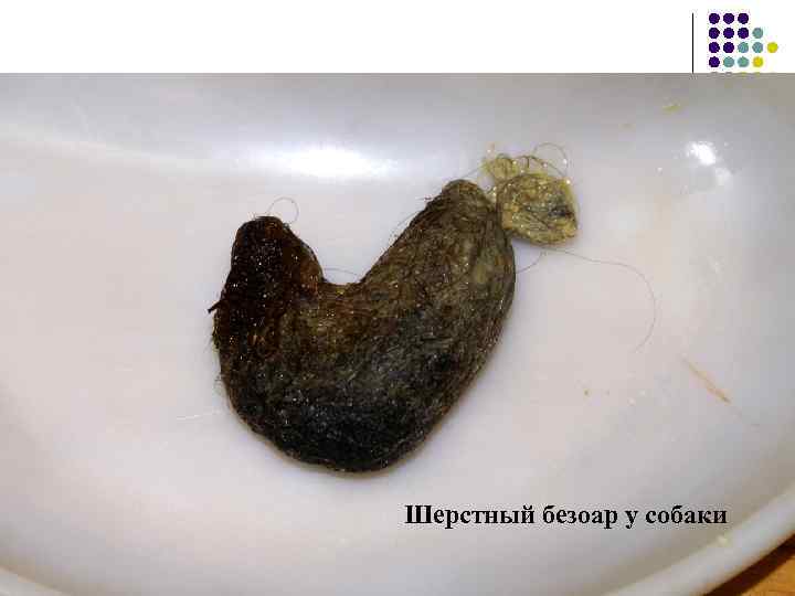Шерстный безоар у собаки 