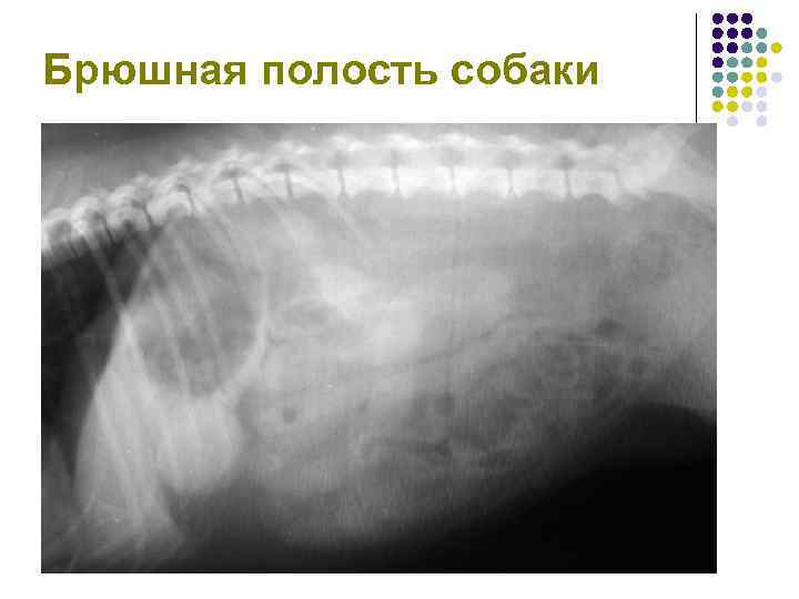 Брюшная полость собаки 