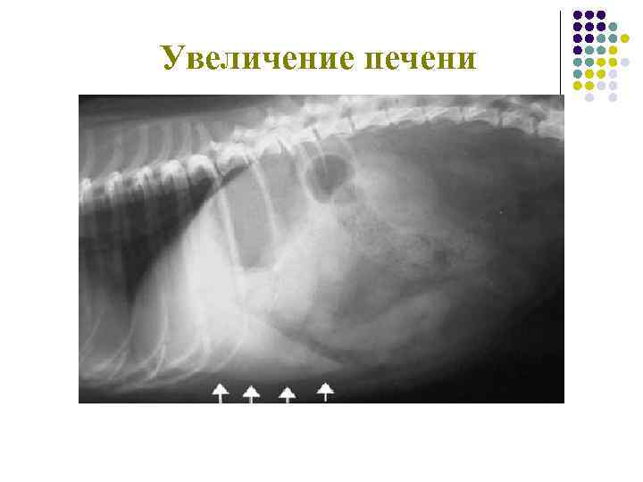 Увеличение печени Жировая дистрофия печени у кота при сахарном диабете. 