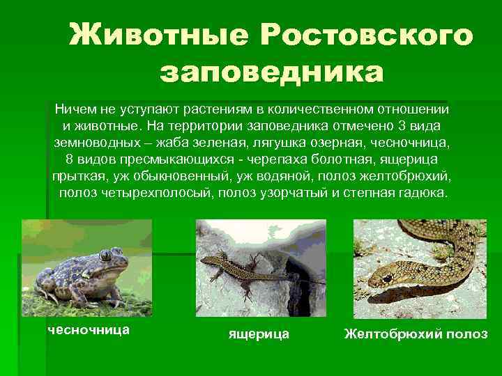 Животные Ростовского заповедника Ничем не уступают растениям в количественном отношении и животные. На территории