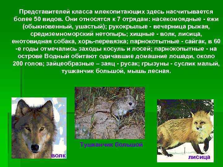 Волк и лиса является. Представители класса собачьих. Волк, лиса, енотовидная собака. Волк из Ростовского заповедника. Лисица и волк различия.