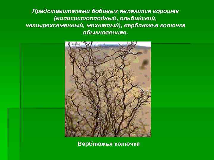 Представителями бобовых являются горошек (волосистоплодный, ольбийский, четырехсемянный, мохнатый), верблюжья колючка обыкновенная. Верблюжья колючка 