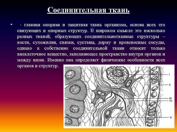 Соединительная ткань • - главная опорная и защитная ткань организма, основа всех его связующих