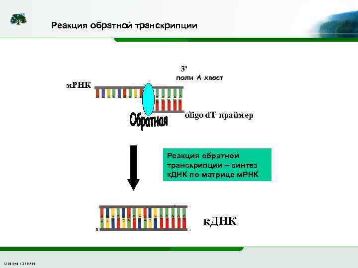 Обратная транскрипция синтез