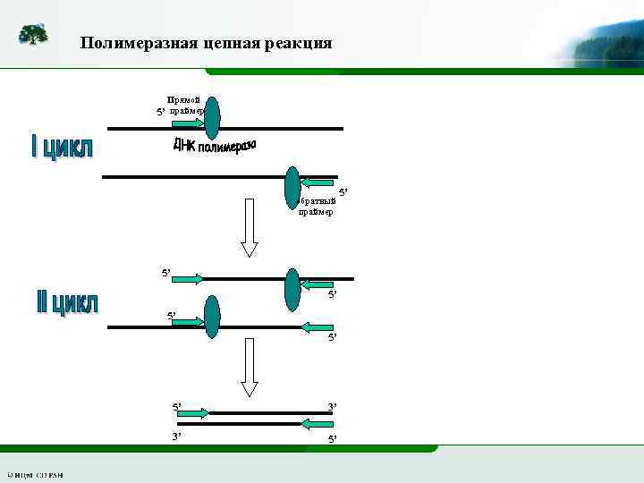 Дизайн праймеров для пцр