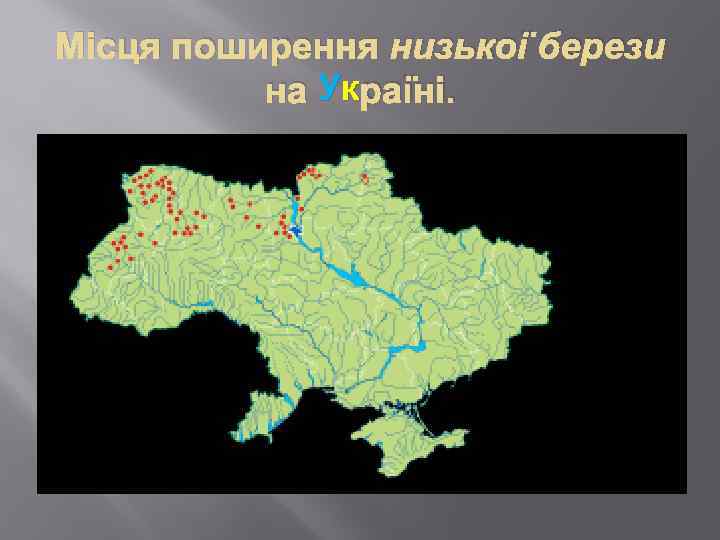 Місця поширення низької берези на Ук раїні. 