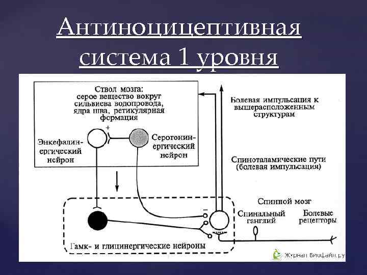 Антиноцицептивная система 1 уровня 