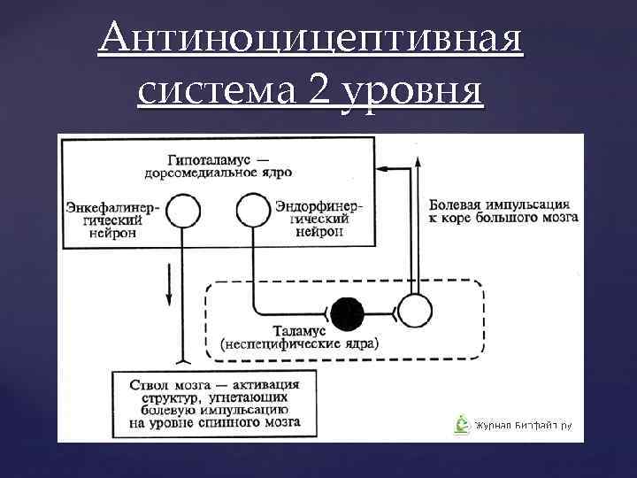 Антиноцицептивная система 2 уровня 