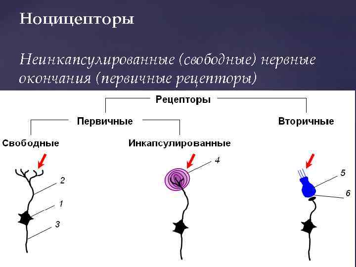 Ноцицепторы Неинкапсулированные (свободные) нервные окончания (первичные рецепторы) 