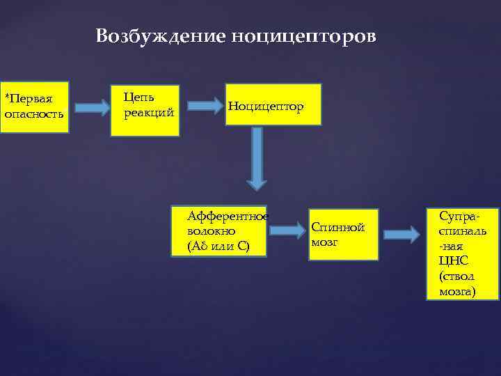 Возбуждение ноцицепторов *Первая опасность* Цепь реакций Ноцицептор Афферентное волокно (Аδ или С) Спинной мозг