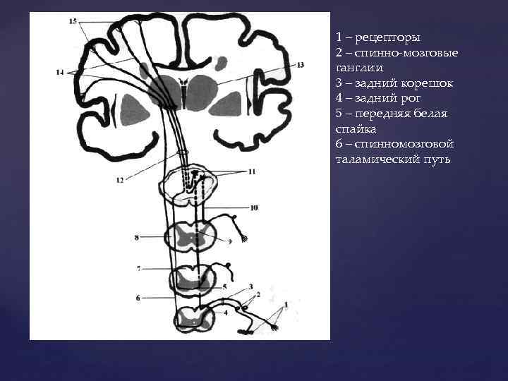 1 – рецепторы 2 – спинно-мозговые ганглии 3 – задний корешок 4 – задний