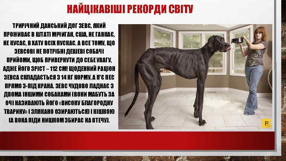 НАЙЦІКАВІШІ РЕКОРДИ СВІТУ ТРИРІЧНИЙ ДАНСЬКИЙ ДОГ ЗЕВС, ЯКИЙ ПРОЖИВАЄ В ШТАТІ МІЧИГАН, США, НЕ