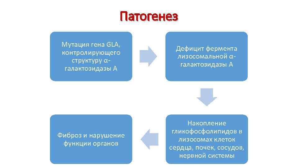 Патогенез Мутация гена GLA, контролирующего структуру αгалактозидазы А Дефицит фермента лизосомальной αгалактозидазы А Фиброз