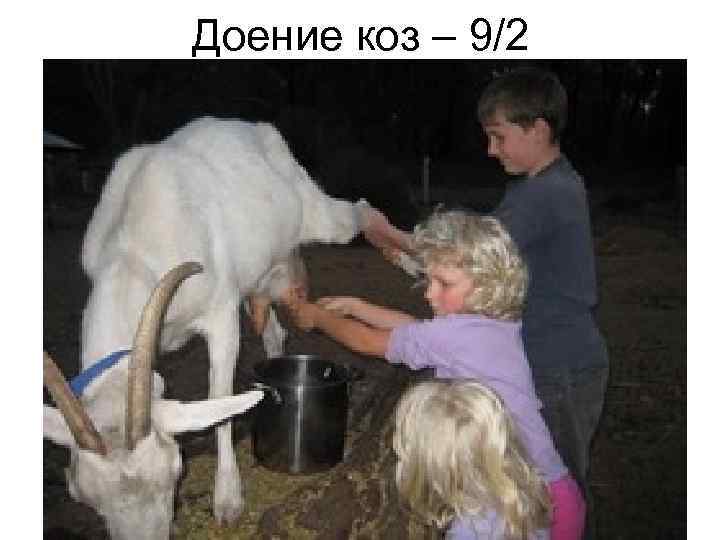 Доение коз – 9/2 