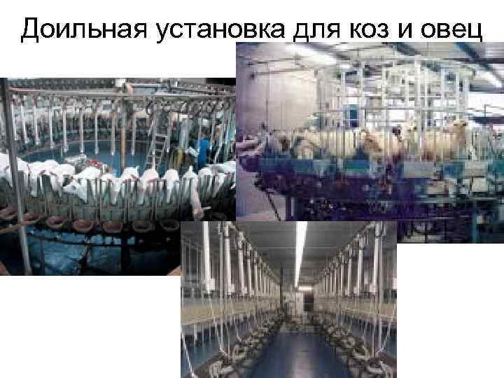 Доильная установка для коз и овец 