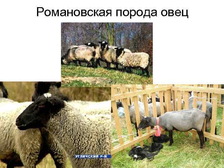 Романовская порода овец 