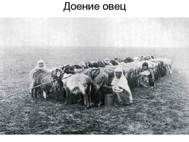 Доение овец 