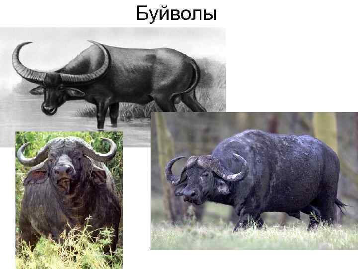 Буйволы 