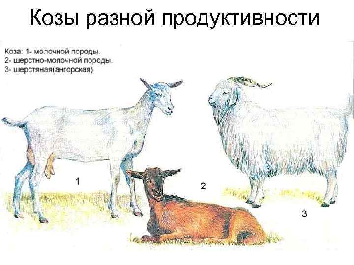 Козы разной продуктивности 