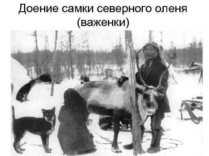 Доение самки северного оленя (важенки) 