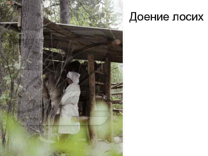 Доение лосих 