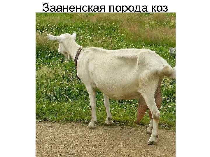 Зааненская порода коз 