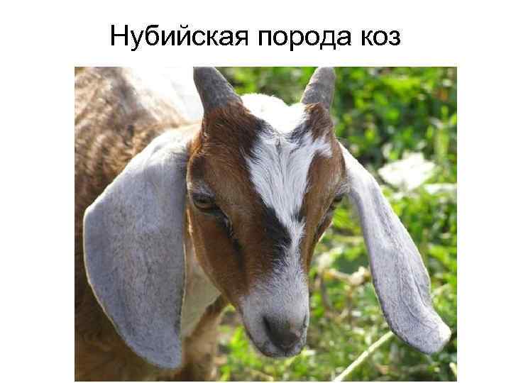 Нубийская порода коз 