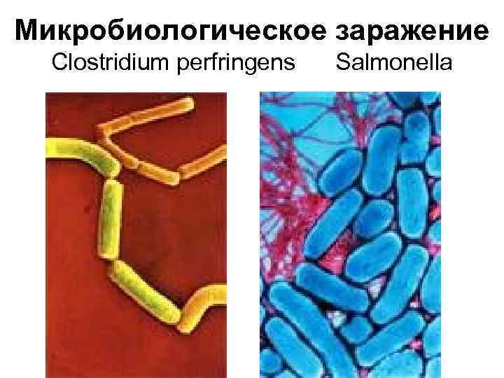 Микробиологическое заражение Clostridium perfringens Salmonella 