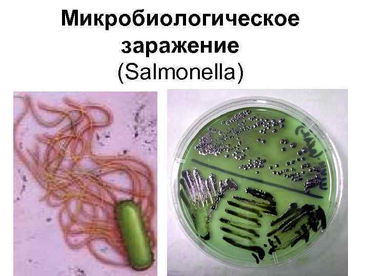 Микробиологическое заражение (Salmonella) 