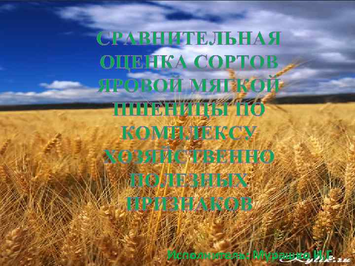 СРАВНИТЕЛЬНАЯ ОЦЕНКА СОРТОВ ЯРОВОЙ МЯГКОЙ ПШЕНИЦЫ ПО КОМПЛЕКСУ ХОЗЯЙСТВЕННО ПОЛЕЗНЫХ ПРИЗНАКОВ Исполнитель: Мурашко И.