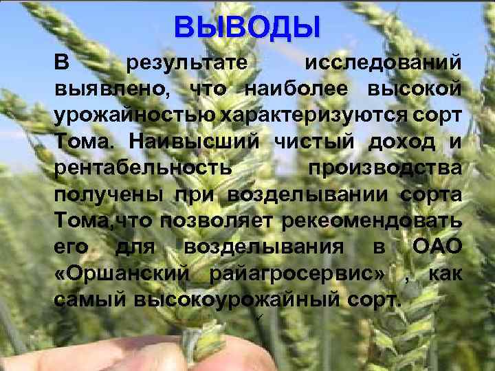 ВЫВОДЫ В результате исследований выявлено, что наиболее высокой урожайностью характеризуются сорт Тома. Наивысший чистый
