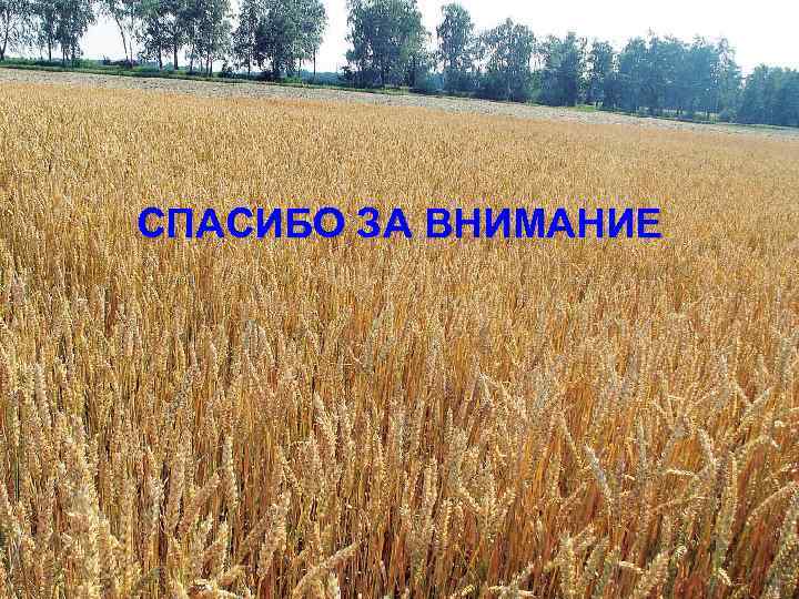 СПАСИБО ЗА ВНИМАНИЕ 