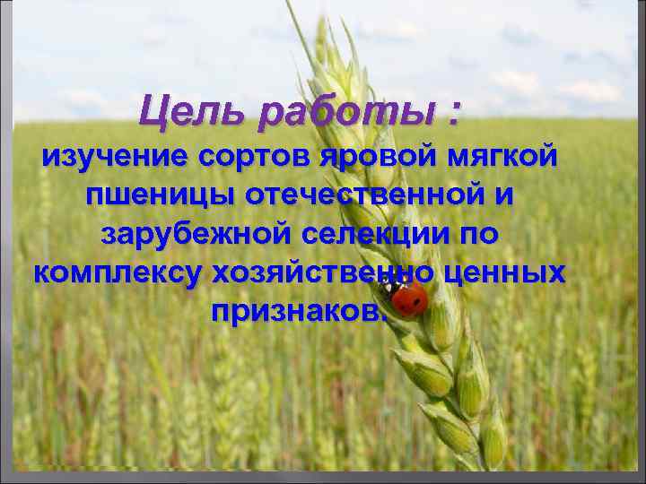 Цель работы : изучение сортов яровой мягкой пшеницы отечественной и зарубежной селекции по комплексу