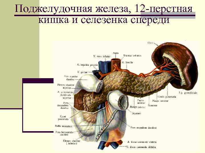 Где находится поджелудочная железа и селезенка у человека фото