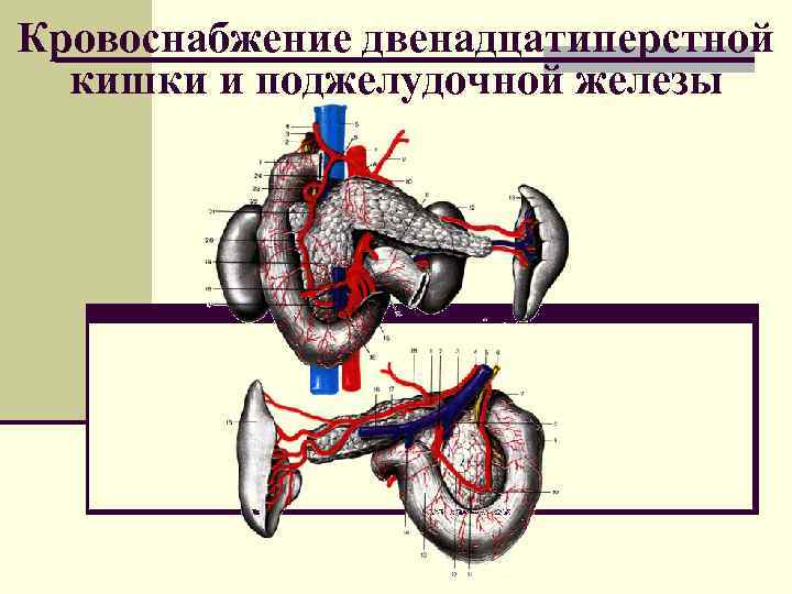 Кровоснабжение поджелудочной железы схема